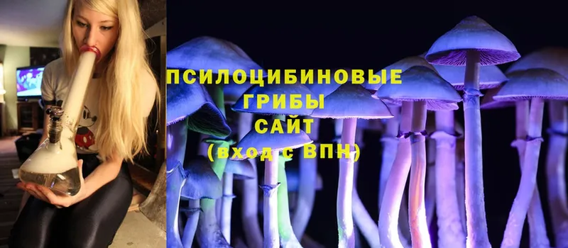 OMG зеркало  закладки  Хотьково  Псилоцибиновые грибы Psilocybine cubensis 